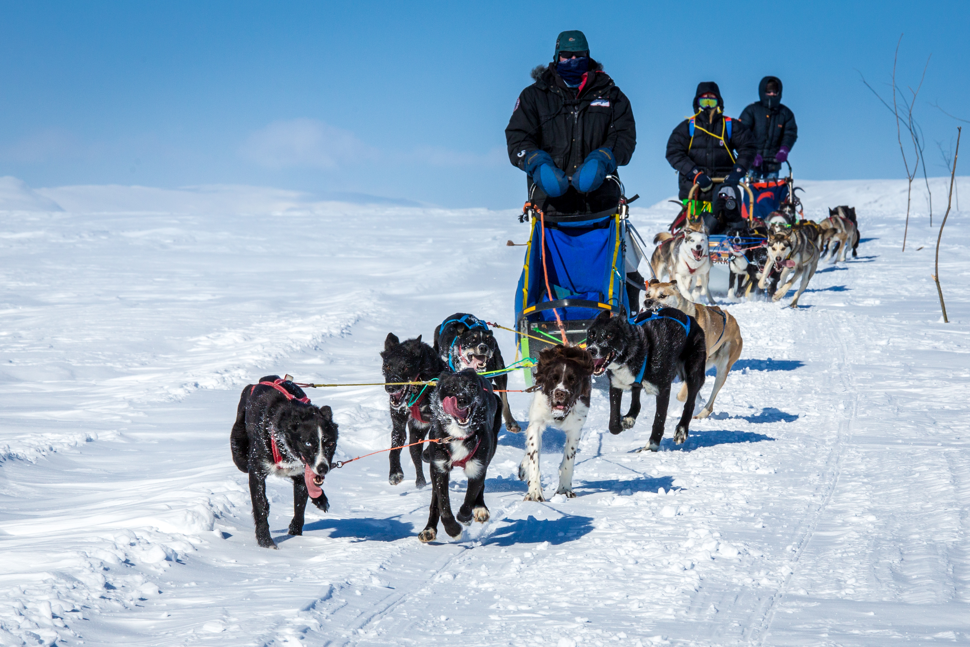 Hundeslede på Dyranut.  © Reisemål Hardangerfjord/ Foto Konrad Konieczny