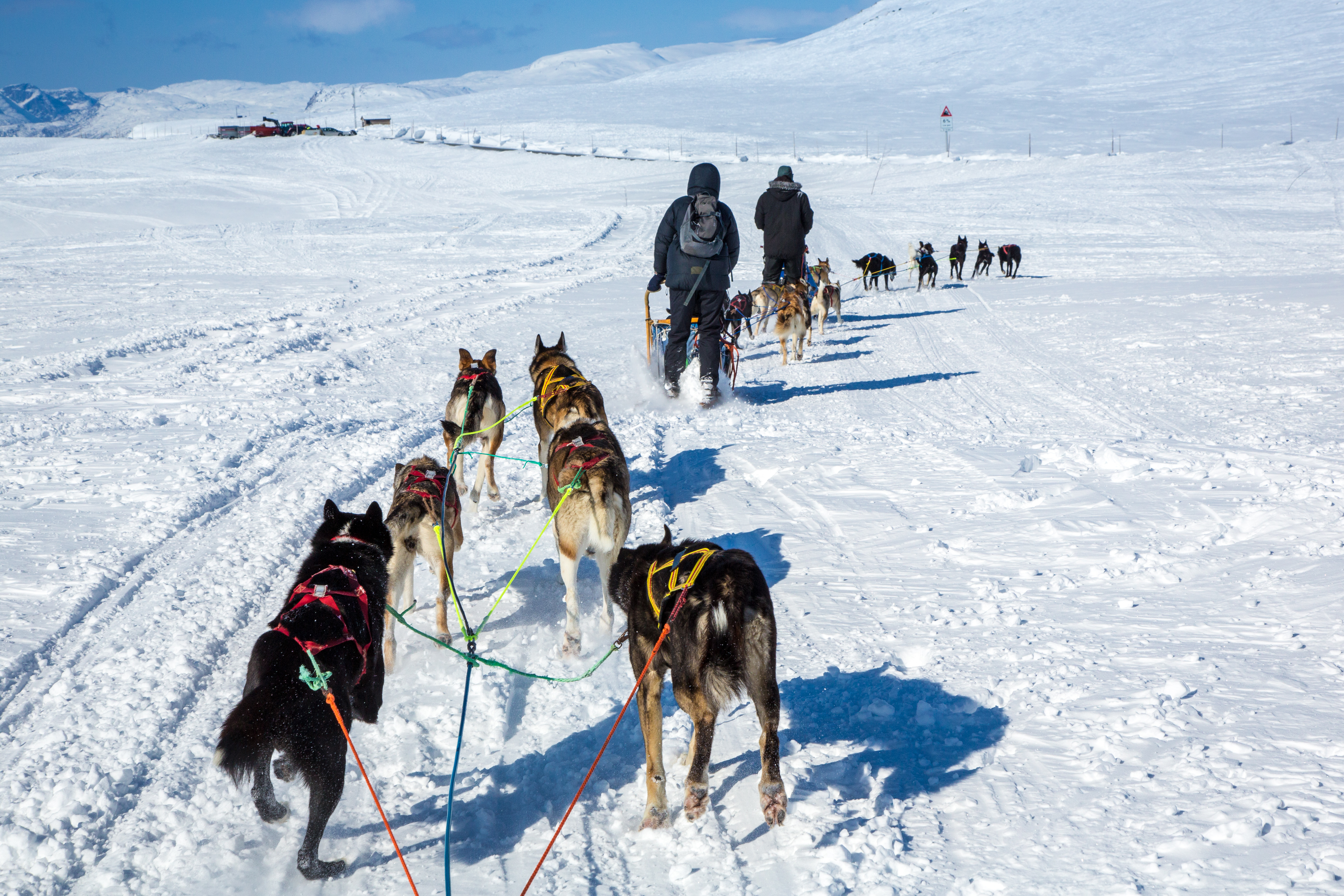 With dogs on Hardangervidda. © Destination Hardangerfjord. Photo Konrad Konieczny