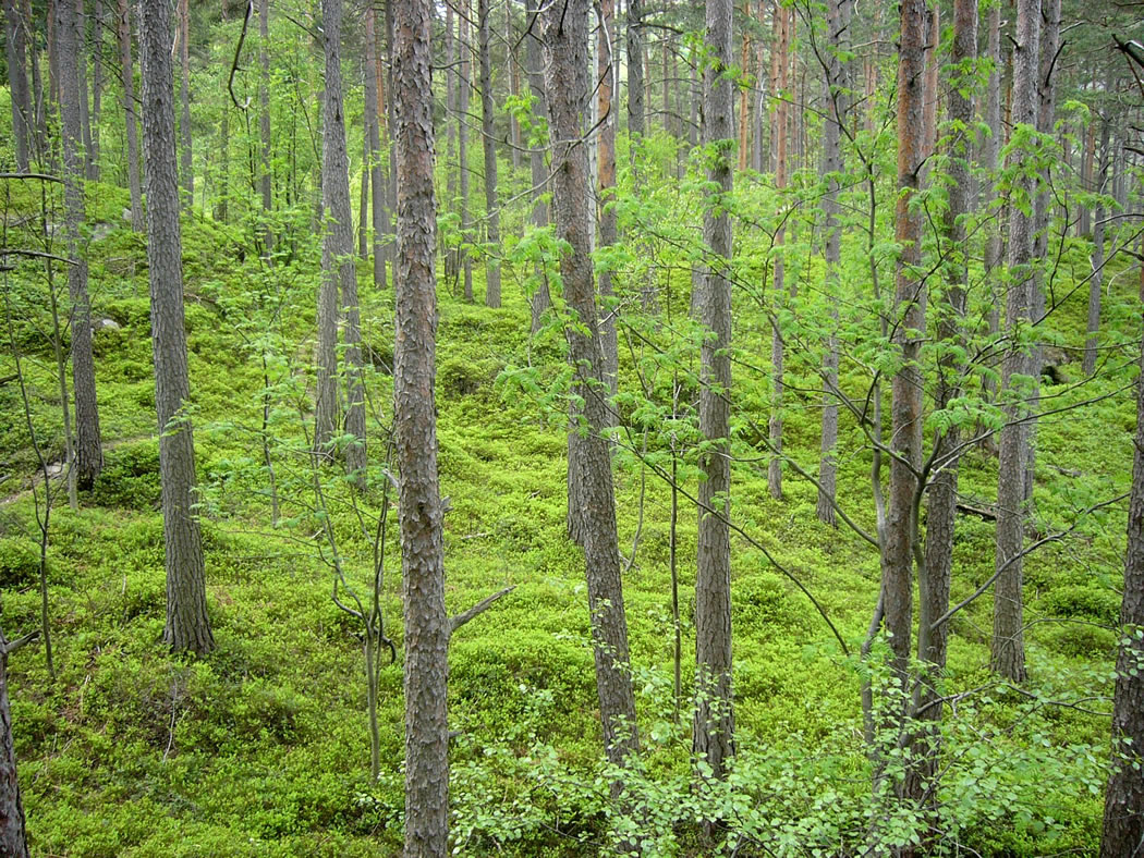 Grøn lyng i urskog, Kyrkjehaug - © Anne Gullbjørg Digranes